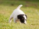 magnifique bebe chiot Parson Russell Terrier