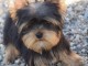 contre bon soin Yorkshire Terrier