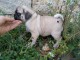 magnifique chiot carlin a adopte 