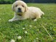 Golden Retriever a adopte Maintemant