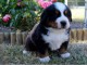 Chiot de type bouvier bernois 