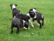 Chiots boston terrier