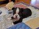 Chiots boston terrier