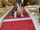 Chiots boston terrier