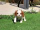 Cavalier King Charles Spaniel a adopter