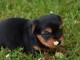 superb bebe chiot Yorkshire Terrier