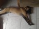 A donner magnifique chiots Berger malinois