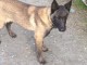 A donner magnifique chiots Berger malinois