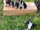 Chiots boston terrier