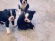 Chiots boston terrier