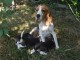 Adorables chiots Beagle