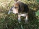 A donner chiots Beagle 