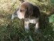 A donner chiots Beagle