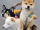 Chiots d’apparence Shiba Inu