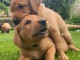 Sublime chiots LABRADOR LOF dont 1 mâle et 2 femelle âgés de 3 mo