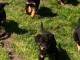 A donner chiots Beauceron 