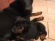 Adorables chiots Beauceron 