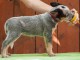 Chien de bétail australien