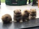 Magnifiques Chiots Spitz Nain Pure Race