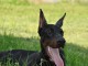 Dobermann chiots à vendre