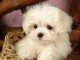 Magnifiques chiots Bichon maltais LOF