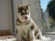 A donner chiots Husky sibérien