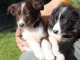 Adorables chiots  Border Collie  a donner 