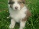 Chiots  Border Collie pure race 