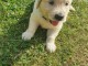 jolie chiot Golden Retriever a donne