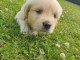 jolie chiot Golden Retriever a donne