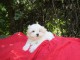 jolie chiot bichon maltais a donne