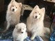 Adorables chiots Samoyede 