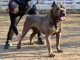 Cane Corso garçon à vendre