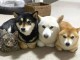 Magnifiques Chiots Shiba Inu 