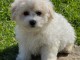 A donner chiot type Bichon frisé femelle non lof