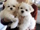 Magnifiques chiots Bichon maltais LOF..