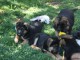 Chiots berger allemand LOF..