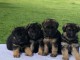  Chiots berger allemand..