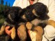 Chiots berger allemand..