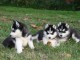 Chiots Husky Sibérien LOF..