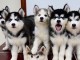 Magnifiques Chiots Husky Pour Famille..