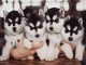  Chiots Siberian Husky