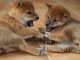 Adorables bébés shiba inu..