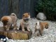 Chiots Shiba Inu mâles et femelles LOF...