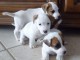 Magnifiques chiots jack russel..