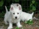 Adorables chiots westie..