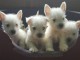 magnifiques chiots westie..