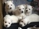 chiots westie inscrit au LOF..