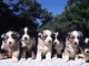 Magnifiques chiots berger australien inscrits au lof..