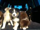 chiots berger australien..